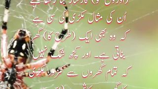 Makri ka jala |Quran ayat |Urdu Translation