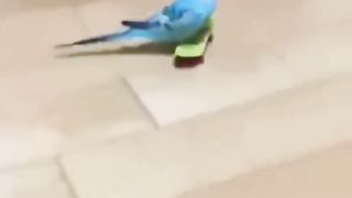 Parrot studio