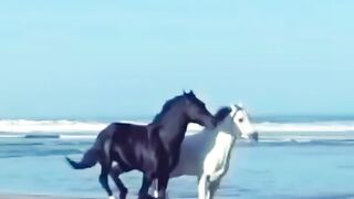 Beautiful horses 3