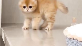 Cat dancee