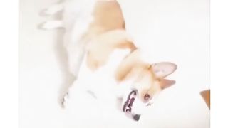 Funniest Animals 2023 cats crazy