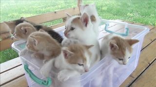 Kittens meowing (too much cuteness) - All talking at the same time! 2
