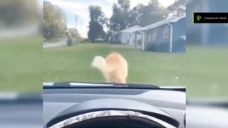 Funny Cat 27