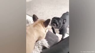 Show me what your dog is doing right now!