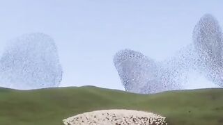 Birds and sheep dancing together