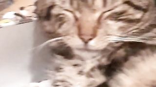 Chat Drole tête dans le C...