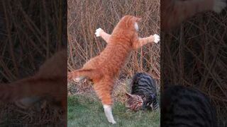 Funny_animals_2023????_-_Funniest_Cats_and_Dogs_Video????????210_#shorts(720p).