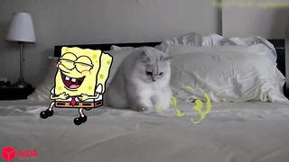 Funniest Dogs and Cats ???????? Funny Animals 2023 ???? Spongebob in Real Life