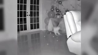 BEST of MAY 2023 FUNNY ANIMALS VIDEO Part 1 ????????????_????????????????????✨ ✨???????????? (1)