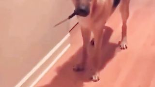 New Funny Videos 2023 ???? Cutest Cats and Dogs ???????? #4