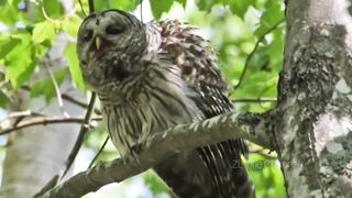 Burung Hantu