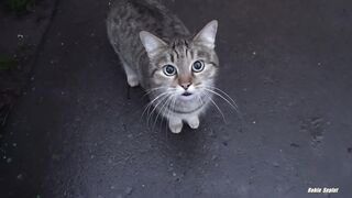 The Playful Paws: Exploring the World of Cats