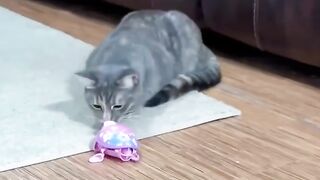 Who Will Win????????Epic Battle_ Cats vs Robot Turtle ???? #cats
