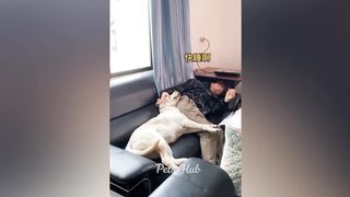 Funniest Cats and Dogs ???????? Funny Animals 2023 ???? 6