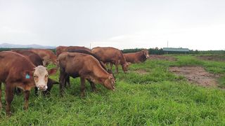 Sapi di Padang Rumput