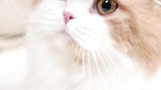 cute cat very nice looking #short short video