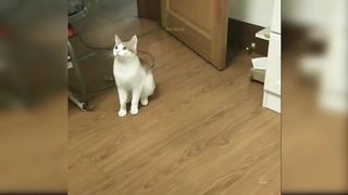 Baby Cats - Cute and Funny Cat Videos Compilation | Aww Animals 5