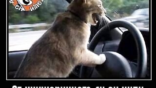 ХУМОР 4