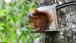 Forest Wild Life