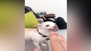 OMG! Funny & Angry Chihuahua Videos - Try Not To Laugh|
