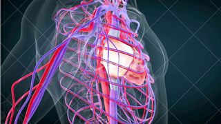 human heart