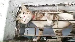 Humanitarian