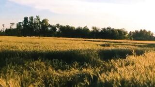 Summer Nature