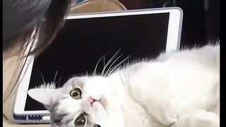 Cute Cat ????????????