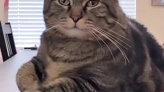 AMAZING CAT