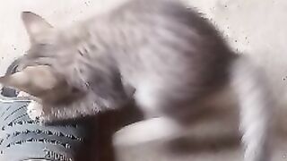 funny cats and kittens playing #cats #kitten #playing #funny #funnyvideo #catsvideo #funnyanimals
