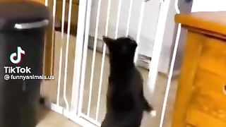 Funniest Cat And Dogs ???? Funny Animal Videos 2023 #8