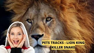 Wild Animals in the jungle