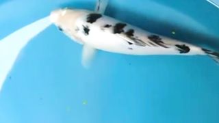 warna warni ikan koi idola