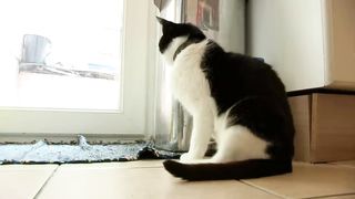Loudest Purring Cat - Guinness World Records