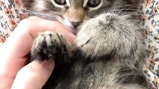 Cute Cats 5