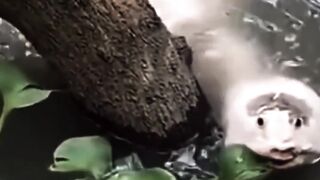 Whats is this ?