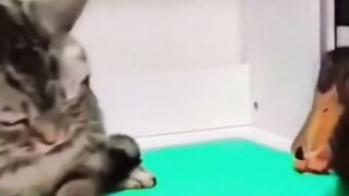 Funny Animals 12