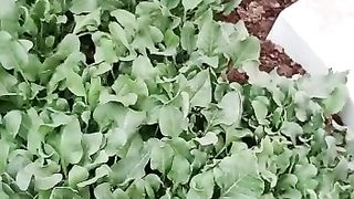 Home gardening 2