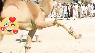 Camel dancing step