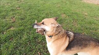 Dog Doggy