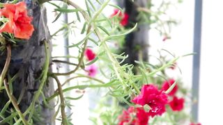 How to grow moss rose-portulaca grandiflora cutting the bottles - Garden ideas