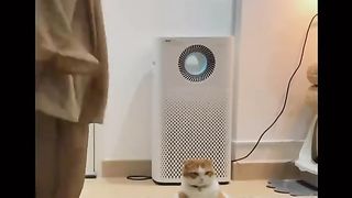 Cute cat 30