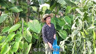 潮州农村糯玉米，很多人都是直接煮熟吃，其实还可以做很多菜