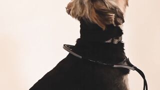 Cute Dog 2