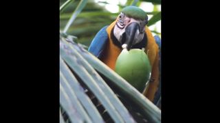 Coconut drinking while in summer