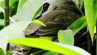 Bird songs