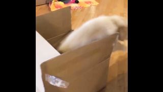 Cute Pets And Funny Animals Compilation 3