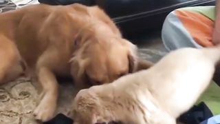 Cute Pets And Funny Animals Compilation 4