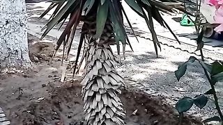 МОЛОДЕЦ ПАЛЬМУ