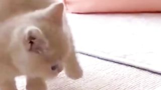 Funny cat cute 3